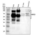 NRG1 Antibody in Western Blot (WB)