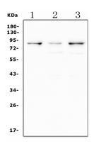 LTK Antibody in Western Blot (WB)