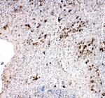 TRAF2 Antibody in Immunohistochemistry (Paraffin) (IHC (P))