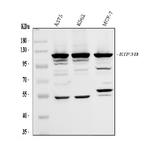 eIF3b Polyclonal Antibody