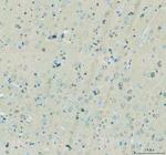 Flotillin 1 Antibody in Immunohistochemistry (Paraffin) (IHC (P))