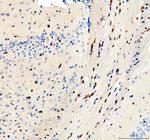 Flotillin 1 Antibody in Immunohistochemistry (Paraffin) (IHC (P))