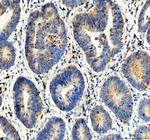 Flotillin 1 Polyclonal Antibody