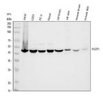 Flotillin 1 Antibody in Western Blot (WB)