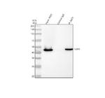 Flotillin 1 Antibody in Western Blot (WB)