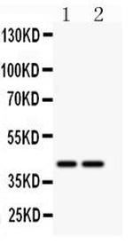 CD244 Antibody in Western Blot (WB)