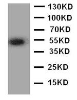 ANGPTL3 Polyclonal Antibody