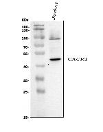 CXCR1 Polyclonal Antibody
