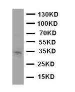 Aquaporin 10 Polyclonal Antibody