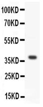 WNT3A Polyclonal Antibody