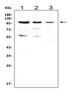 Cdc5L Polyclonal Antibody