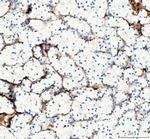 COL1A1 Antibody in Immunohistochemistry (Paraffin) (IHC (P))
