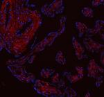 COL1A1 Antibody in Immunohistochemistry (Paraffin) (IHC (P))
