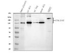 COL1A1 Antibody in Western Blot (WB)