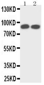 TrkA Polyclonal Antibody