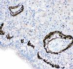 FABP6 Antibody in Immunohistochemistry (Paraffin) (IHC (P))