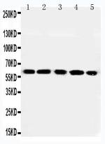 RGS14 Polyclonal Antibody