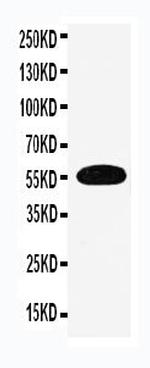 EAAC1 Polyclonal Antibody