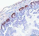 NKCC1 Antibody in Immunohistochemistry (Paraffin) (IHC (P))