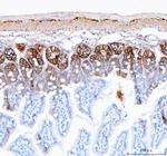 NKCC1 Antibody in Immunohistochemistry (Paraffin) (IHC (P))