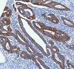 NKCC1 Antibody in Immunohistochemistry (Paraffin) (IHC (P))