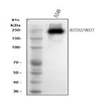 NKCC1 Antibody in Western Blot (WB)