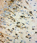 CHRM1 Antibody in Immunohistochemistry (Paraffin) (IHC (P))