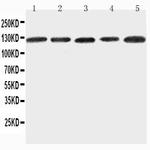 ITGA7 Polyclonal Antibody