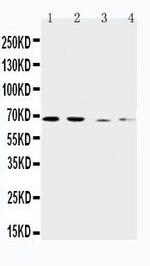 SLC7A1 Polyclonal Antibody