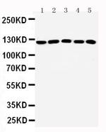 ST5 Polyclonal Antibody