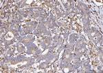 COX1 Polyclonal Antibody