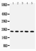 IL-2 Antibody in Western Blot (WB)
