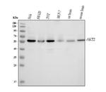 AKT2 Antibody in Western Blot (WB)
