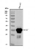 CD20 Antibody in Western Blot (WB)