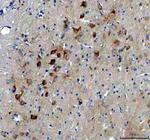 BDNF Antibody in Immunohistochemistry (Paraffin) (IHC (P))
