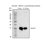 BDNF Antibody in Western Blot (WB)