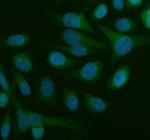 Beclin 1 Polyclonal Antibody