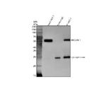 Beclin 1 Antibody in Western Blot (WB)