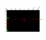 Beclin 1 Antibody in Western Blot (WB)