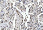 CD31 Antibody in Immunohistochemistry (Paraffin) (IHC (P))