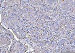 CD31 Antibody in Immunohistochemistry (Paraffin) (IHC (P))