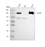 CD31 Antibody in Western Blot (WB)