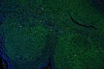 CD45 Antibody in Immunohistochemistry (Paraffin) (IHC (P))