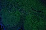 CD45 Antibody in Immunohistochemistry (Paraffin) (IHC (P))