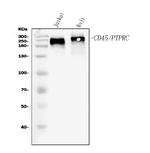 CD45 Antibody in Western Blot (WB)