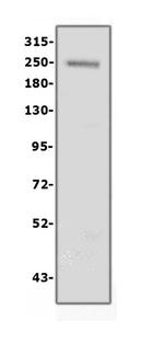 COL4A1 Antibody in Western Blot (WB)