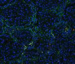 COL4A1 Antibody in Immunohistochemistry (Paraffin) (IHC (P))