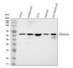 Desmin Antibody in Western Blot (WB)