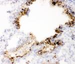 MUC1 Antibody in Immunohistochemistry (Frozen) (IHC (F))
