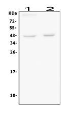 BMI-1 Antibody in Western Blot (WB)